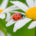 Lesson of the Ladybug: Be an Overcomer!