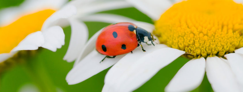 Lesson of the Ladybug: Be an Overcomer!