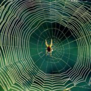 Pioneers Have to Walk Through a Lot of Spider Webs